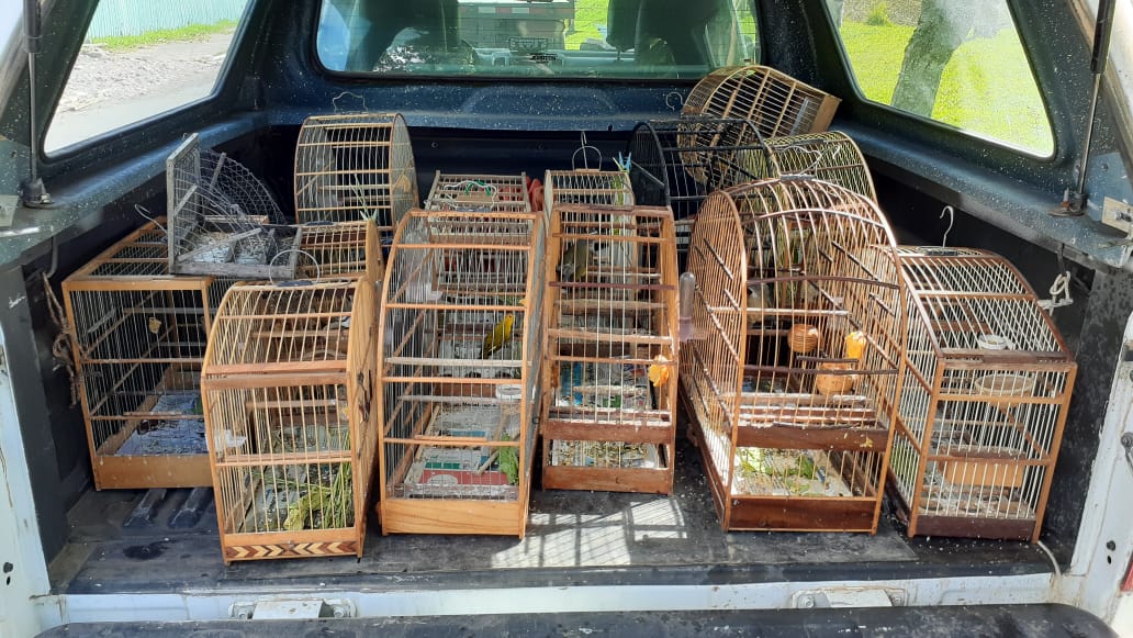 Operação de Fiscalização identifica irregularidades na criação de aves silvestres em Gramado