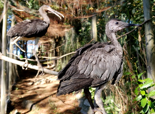 GramadoZoo reabre nesta sexta-feira