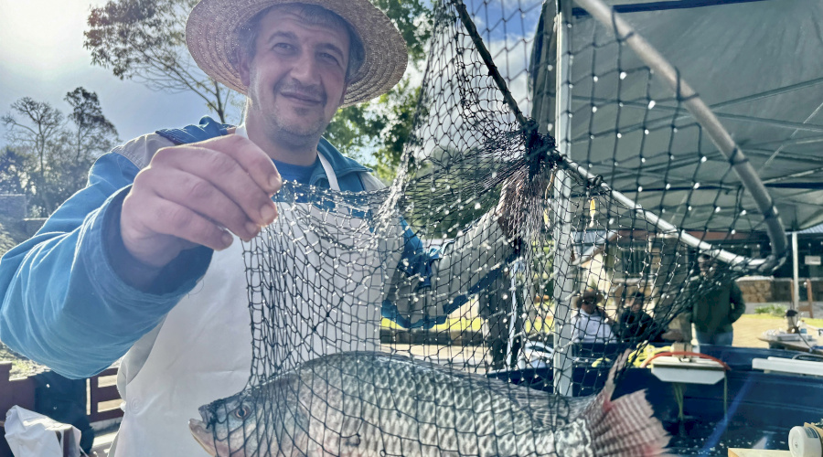 Feira do Peixe Vivo terá mais uma edição nesta sexta e sábado